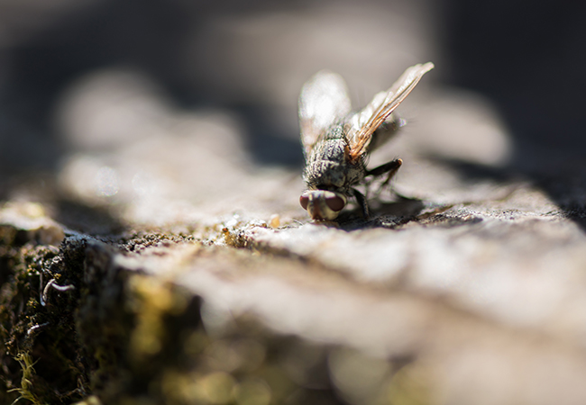 fastidioso come una mosca puliti e felici rimedi assochimica centro ippico lombardo